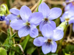 Fotowalk Trepplweg Salzach